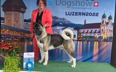 Dogshow Luzern 2022 “Haldir”