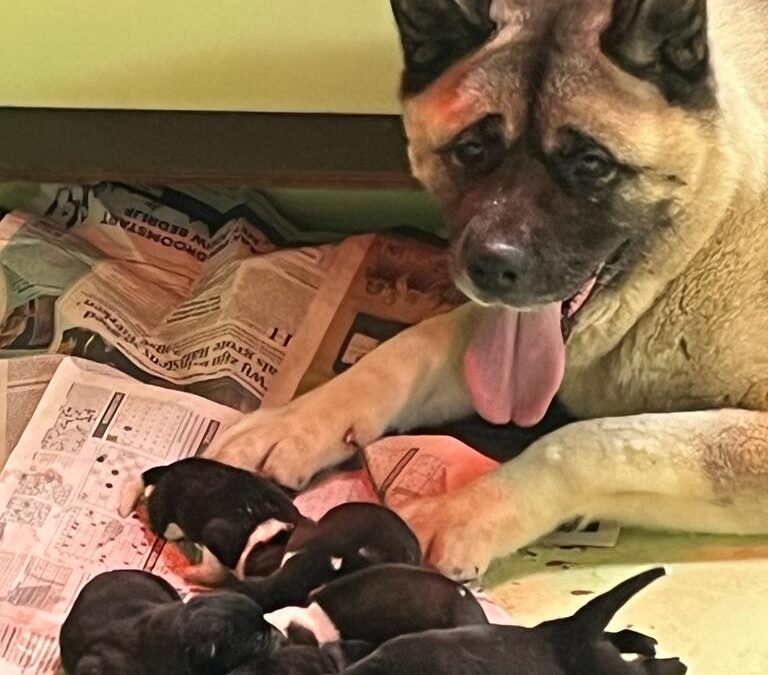 Vaiyen bevallen van 7 pups